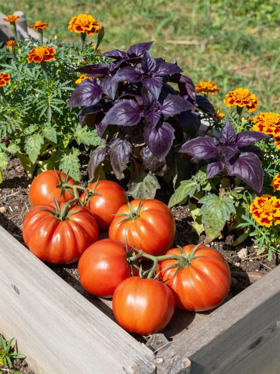 Raised garden bed with ripe tomatoes
